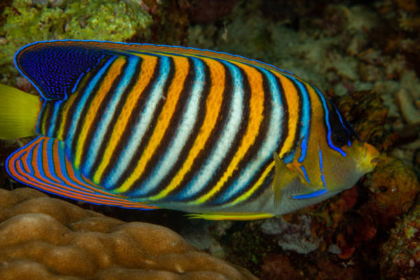 istock tropical fish,angel fish king angel, 1172803351