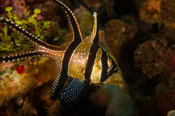 istock tropical fish,angel fish king angel, 1172803491