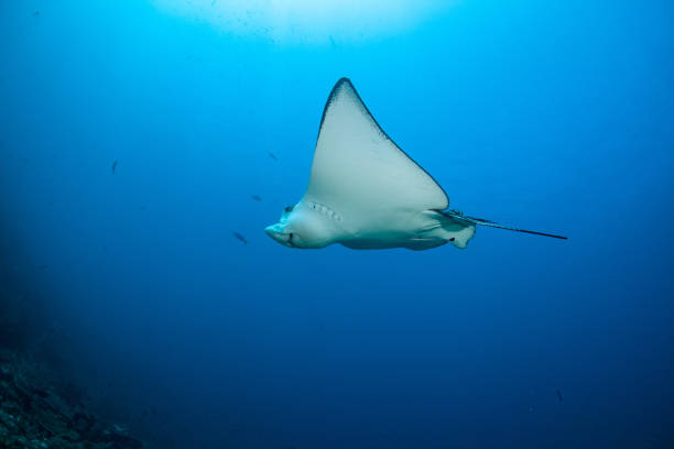 istock Manta in the blue background 1172803581