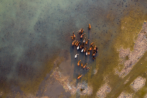 Wild Horses in Lake. Kayseri / Turkey. Taken via drone