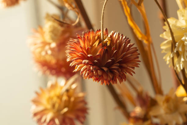 istock Dried red flowers close up. floral background 1172805083