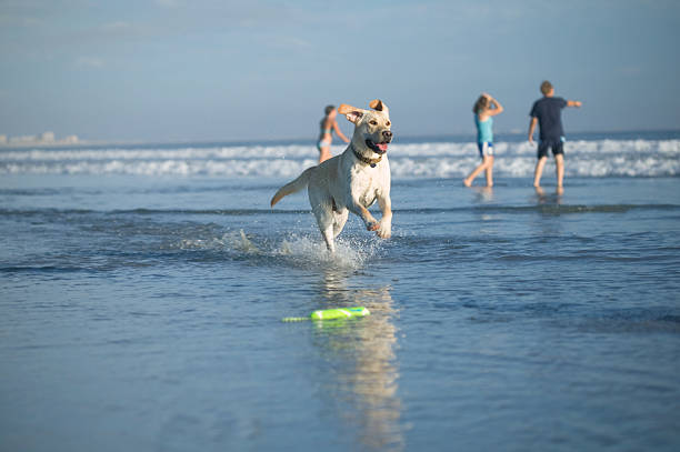 istock Labrador Retriever at the Beach 117280634