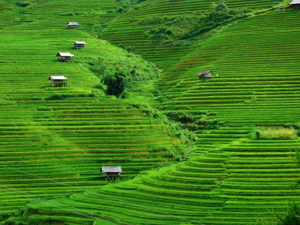 istock Rice terraces in Mu Cang Chai in Vietnam 1172806700