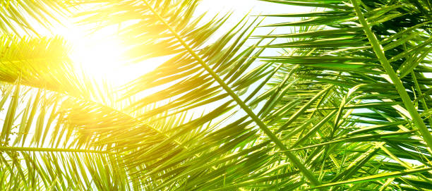 istock Background of palm leaves and sun on blue sky. 1172808813