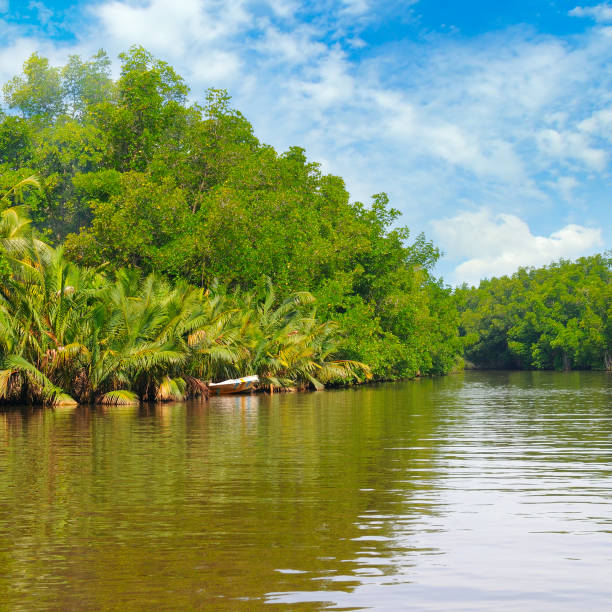 istock Tropical palm forest on the river bank. 1172808815