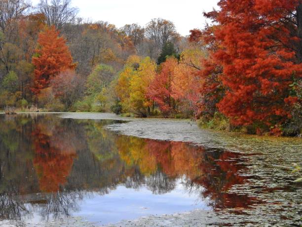 istock Brightly colored Autumn trees reflected in a still pond surrounded by water lilies 1172808870