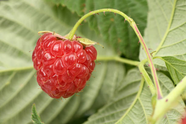 Raspberry twig with leaves food background. High resolution photo. Full depth of field.