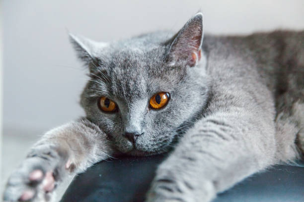 istock British cat lying on black modern chair indoor at home 1172809307
