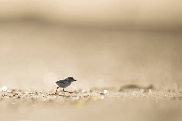 istock Tiny cute Piping Plover chick running on the beach glowing in the morning sunlight. 1172809332