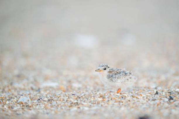 istock A small and cute baby Common Tern chick stands on the pebbly beach and blends in with its camouflage. 1172809340