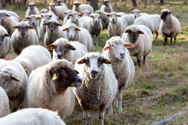 istock Heard of sheep on the farm, background with copy space 1172809354