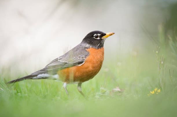 istock An American Robin stands in bright green grass with a light white background. 1172809413