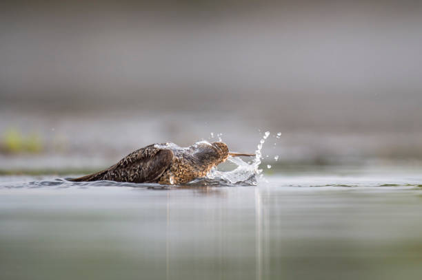 istock A Short-billed Dowitcher bathes and splashes around in the shallow water. 1172809555