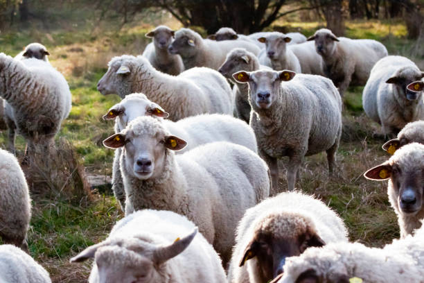 Herd of sheep on the farm, background with copy space, horizontal composition