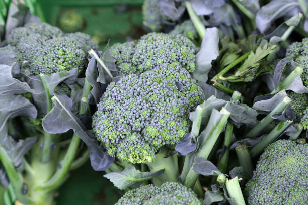 istock Broccoli fresh from the farm 1172811522