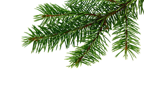 istock Fir tree branch isolated on white.  Christmas background. 1172811655