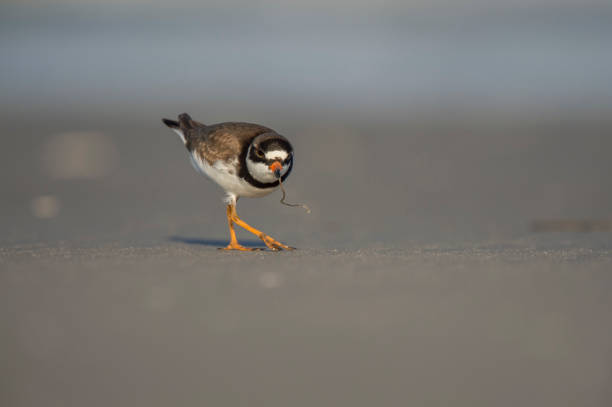 istock Semipalmated Plover eats a worm on a sandy beach in the evening sun 1172812342