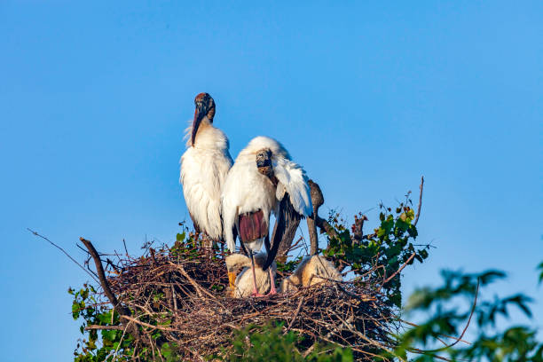 Nesting threatened Florida Wood Stork - shown here shown here in a nest with Chicks under a clear blue sky - grows to be over 3 feet in length and is basically a wading bird that feeds mostly on small to medium-sized fish, crayfish, amphibians, and reptiles anidar (amenazado) las cigs en madera de florida - que se muestran aquí en un nido con polluelos bajo un cielo azul claro - crece hasta tener más de 3 pies de longitud y es básicamente un pájaro vadeante que se alimenta principalmente de peces pequeño