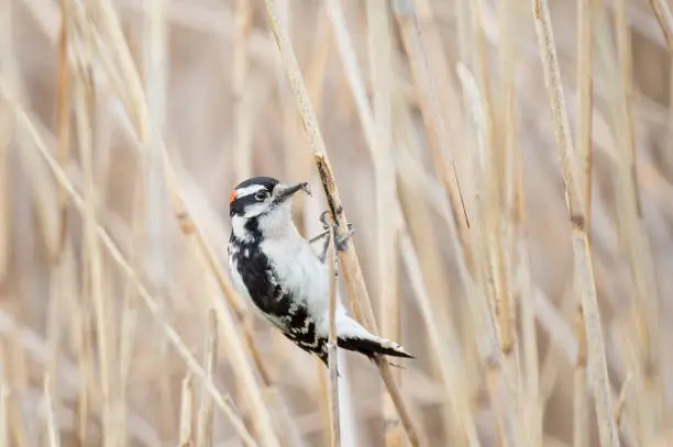A Downy Woodpecker clinging on a Phragmite reed with an insect in its beak in soft overcast light.