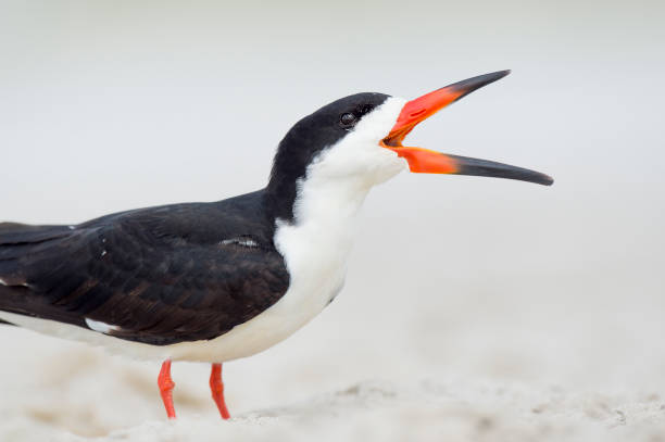 Black Skimmer calling out on a sandy beach in soft light.