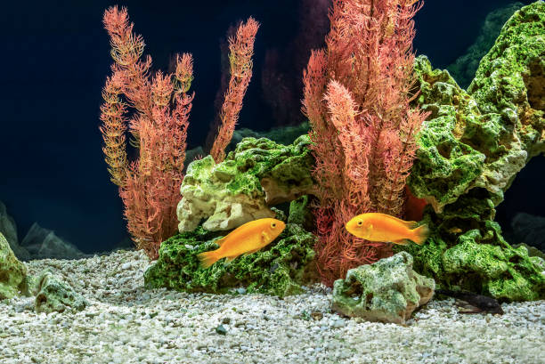 istock Fish cichlid Labidochromis caeruleus in the freshwater aquarium 1172813931