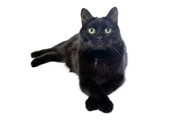 istock Black cat isolated on a white background looks in camera. 1172814058