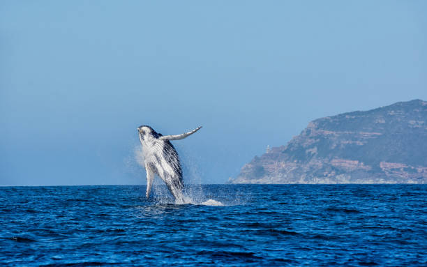 incumplimiento de ballena saqueo - cape point fotografías e imágenes de stock