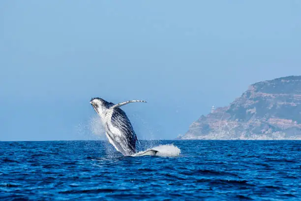 Photo of Humpback Whale Breaching