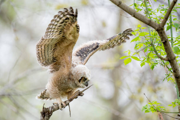 istock A Great-horned Owlet flaps its wings while perched on a broken branch in a forest. 1172816818