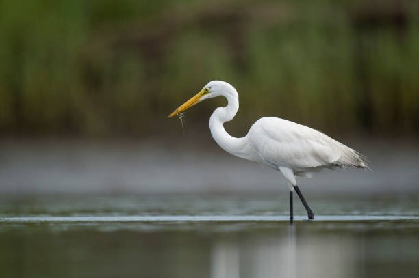 istock A Great Egret holds a tiny grass shrimp in its bill while standing in shallow water. 1172818351