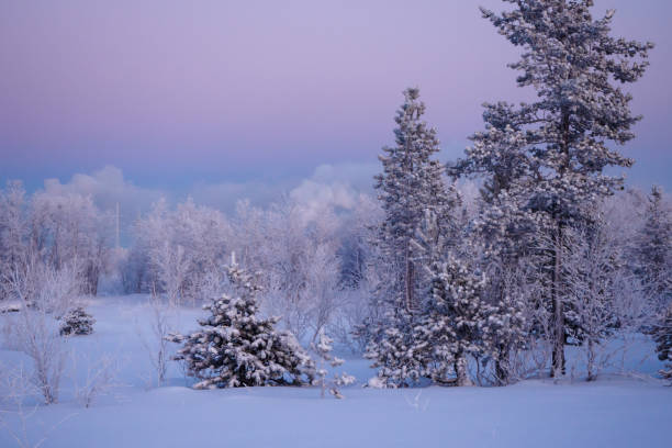 istock Snow-covered pines against the dawn sky. Winter beyond the Arctic Circle 1172819578