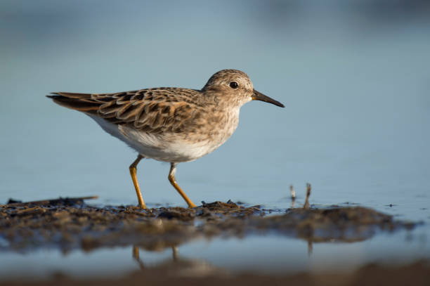 istock A Least Tern standing in mud with blue water behind it on a sunny day. 1172819653