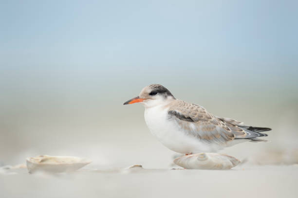 istock A juvenile Common Tern stands on the sandy beach in soft overcast light with a smooth background. 1172819852