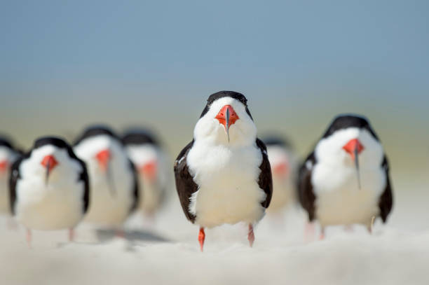Head on flock of Black Skimmers in bright sun with smooth blue background.