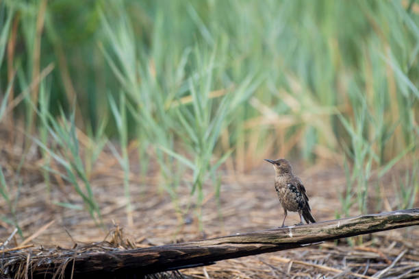 istock A juvenile European Starling perched on driftwood with a green marsh grass background. 1172820453