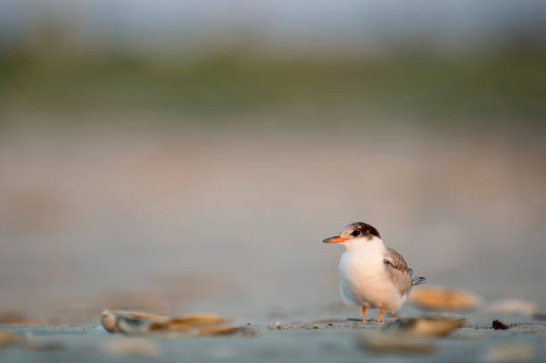 istock A juvenile Common Tern stands on the beach in the early morning soft sunlight with a smooth background. 1172820661