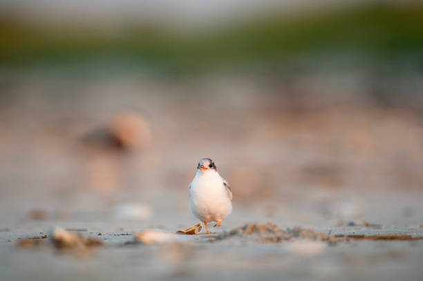 A juvenile Common Tern stands on the beach in the early morning soft sunlight with a smooth background.
