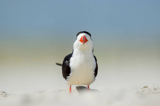istock A Black Skimmer viewed head-on standing on a sandy beach with a smooth green and blue background in bright sun. 1172820806