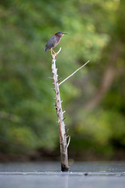 istock Green Heron perched on a dead snag in a calm lake with a green tree background. 1172820880