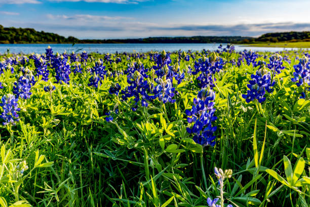 istock Texas Bluebonnets at Lake Travis at Muleshoe Bend in Texas. 1172820892