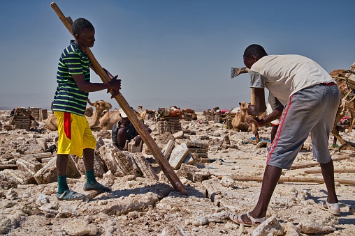 Afar Region, Ethiopia - January 03, 2019: People working in a salt mine in the desert trying to get out salt from the ground while the camels are resting on a hot day in Afar Region, Ethiopia.