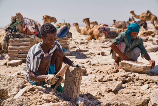 People working in a salt mine in Afar Region, Ethiopia Afar Region, Ethiopia - January 03, 2019: People working in a salt mine in the desert trying to get out salt from the ground and put it in little packs while the camels are resting on a hot day in Afar Region, Ethiopia. danakil depression stock pictures, royalty-free photos & images