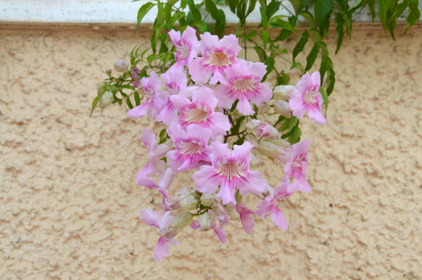розовые трубы лозы цветы - podranea ricasoliana стоковые фото и изображения