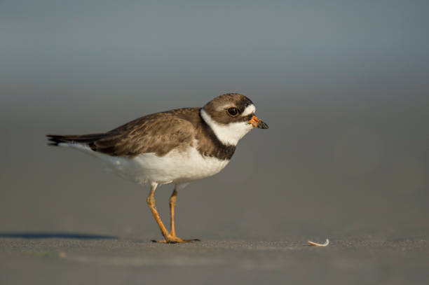 istock Semipalmated Plover close-up portrait standing on a sandy beach with a smooth brown background. 1172822602