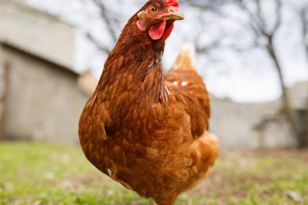 istock chickens in the yard graze, poultry farm 1172823374