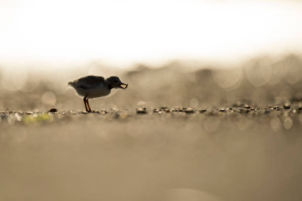 istock A juvenile Piping Plover eats an insect while silhouetted on the bright sunny beach. 1172823567