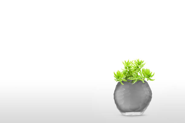 Suculent plant isolated on white background vase ornament