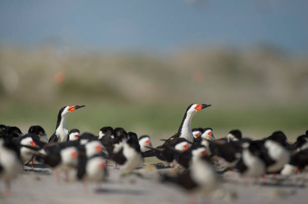 istock Two Black Skimmers look out over the flock on a bright sunny day. 1172824974