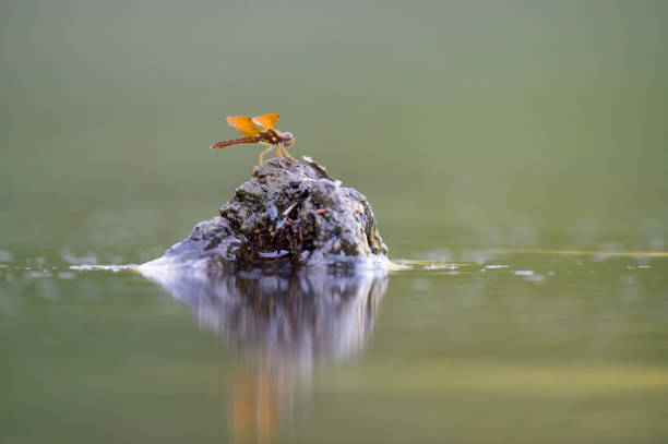A bright orange Dragonfly perched on a muddy brown stump in the calm water in soft light.