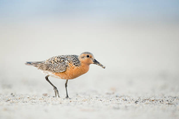 istock Red Knot walks on light white sand in soft light with a smooth background. 1172825730